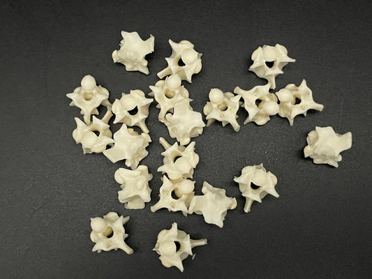 Snake Vertebrae x20
