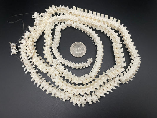 Snake Vertebrae 43 inches Ball Python