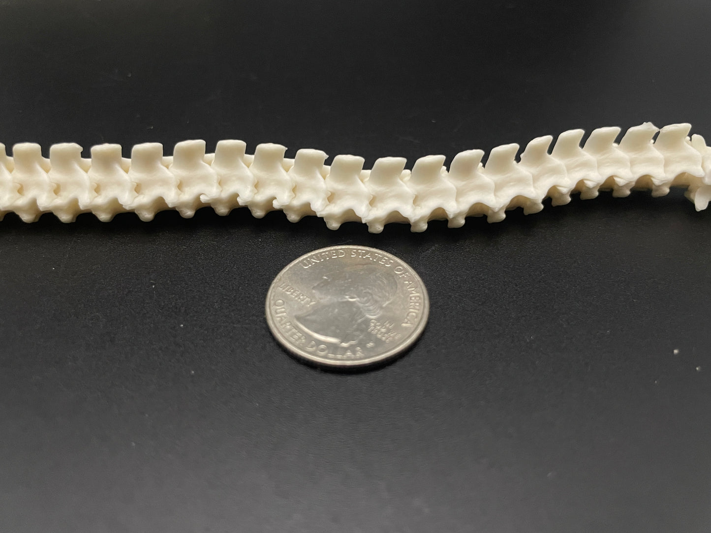 Snake Vertebrae 43 inches Ball Python