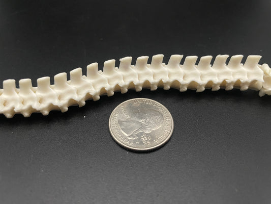 Snake Vertebrae 43 inches Ball Python